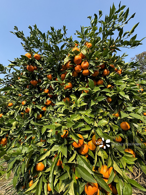 丰收的季节/桔子图片素材
