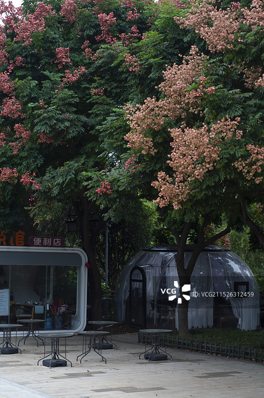 福州流花溪公园栾树开花图片素材