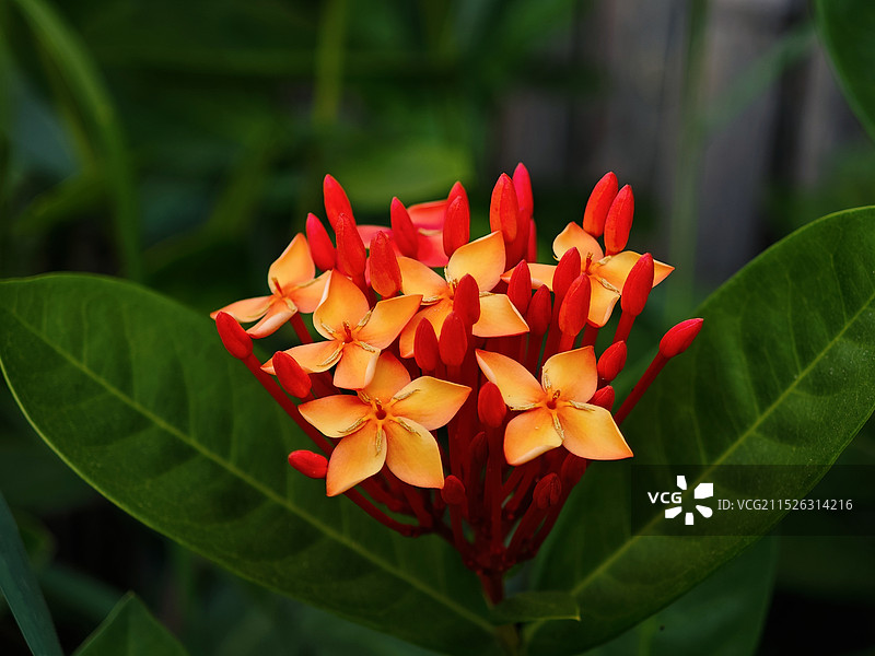 红色开花植物（龙船花）特写镜头图片素材