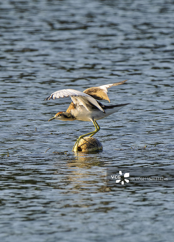 水雉爱上了流花湖图片素材