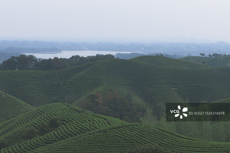 雨雾中的信阳茶山图片素材