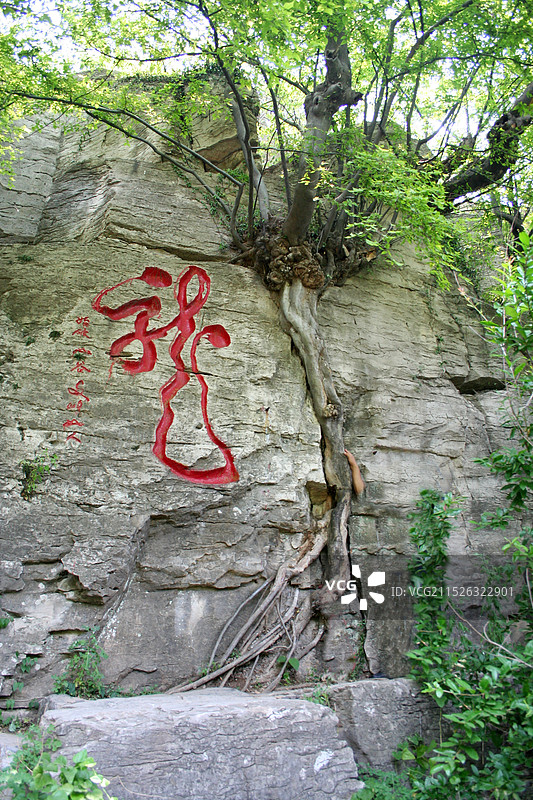 山东枣庄峄城区青檀寺景区的山崖上生长着一株酷似龙形的青檀树图片素材