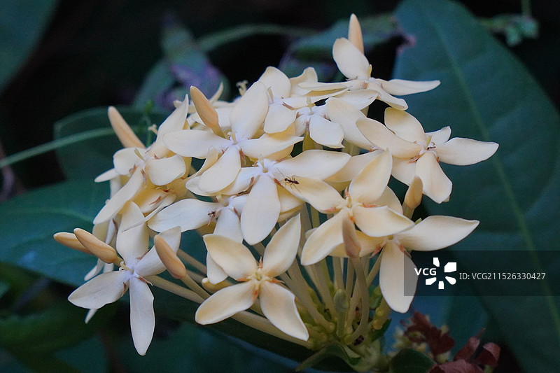 龙船花图片素材