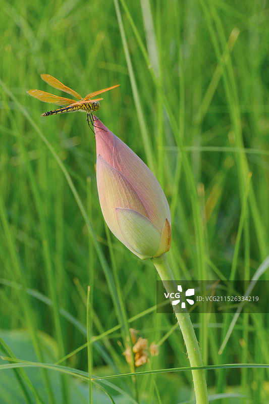 夏日蜻蜓迷恋荷花特写镜头。荷塘。芦苇荡图片素材