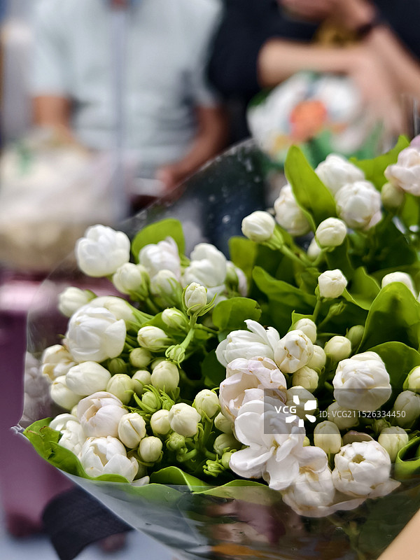茉莉花白色开花植物特写图片素材