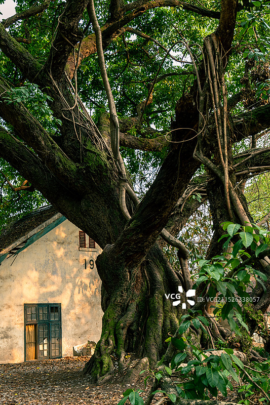 重庆老社区里的老房子和大树——黄葛树图片素材