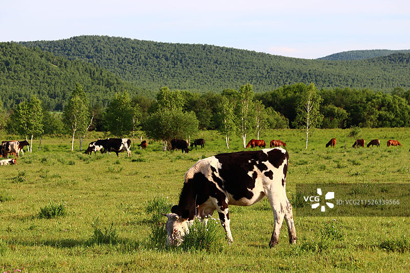 呼伦贝尔额尔古纳市乌兰山景区图片素材