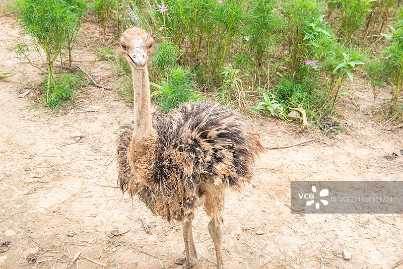 可爱的野生动物们图片素材