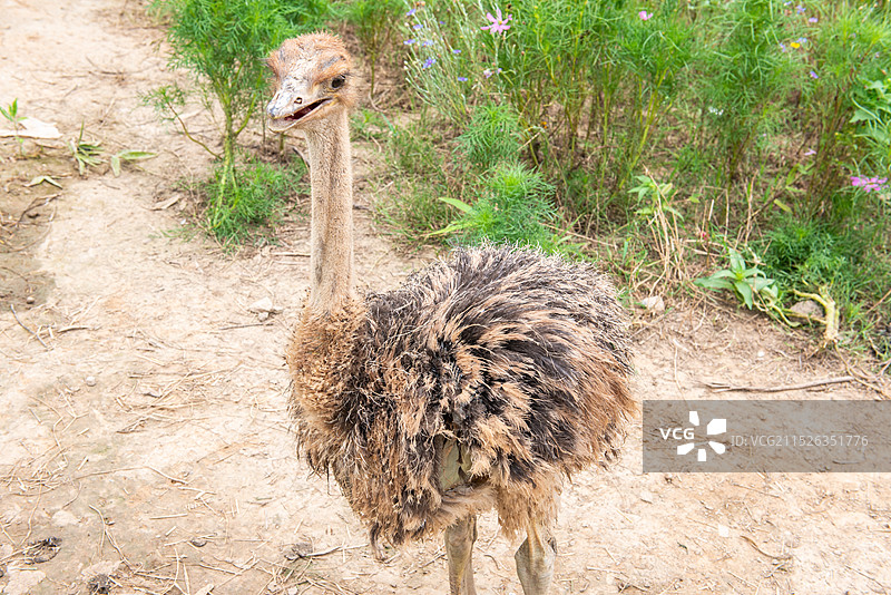 可爱的野生动物们图片素材
