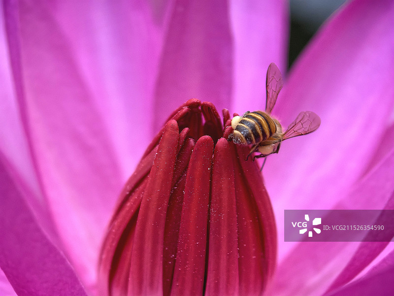 蜜蜂在粉红色花朵上的特写镜头图片素材