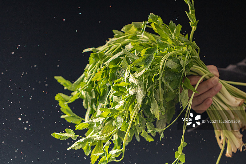 野生水芹菜图片素材