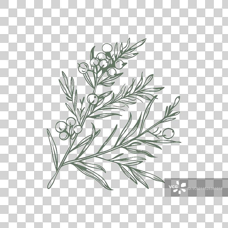 松树抽象植物图案图片素材