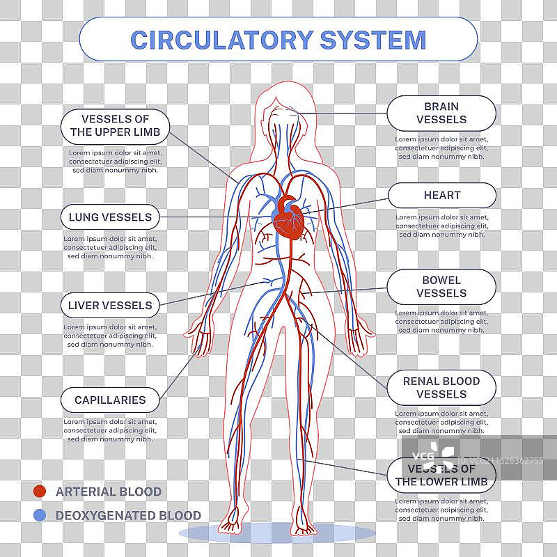 线性循环系统信息图图片素材