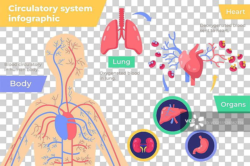 扁平风格循环系统信息图图片素材
