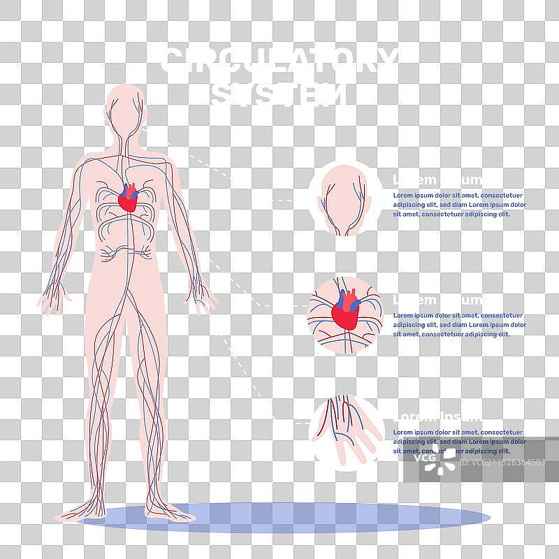 手绘循环系统信息图表图片素材