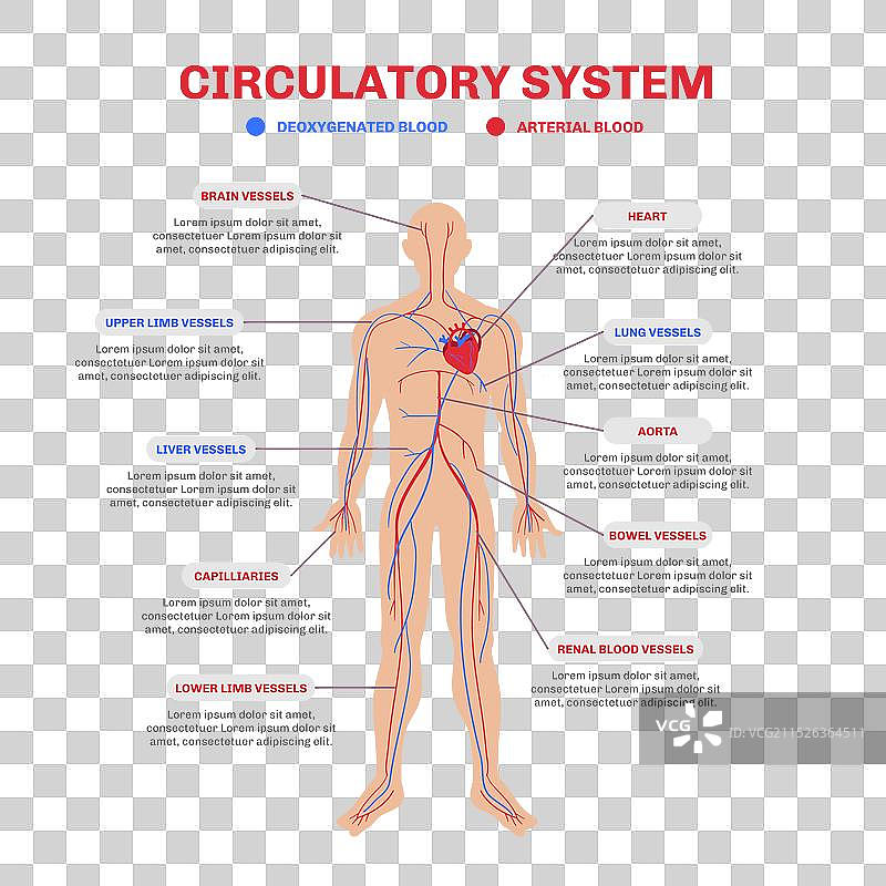 手绘循环系统信息图表图片素材