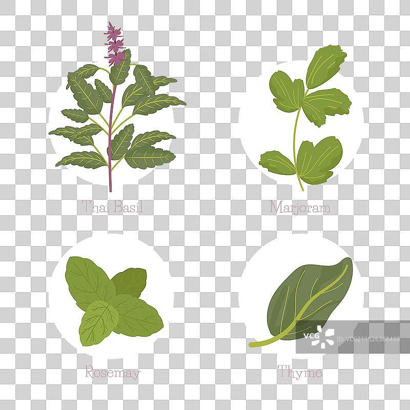 精油草药合集细节图片素材