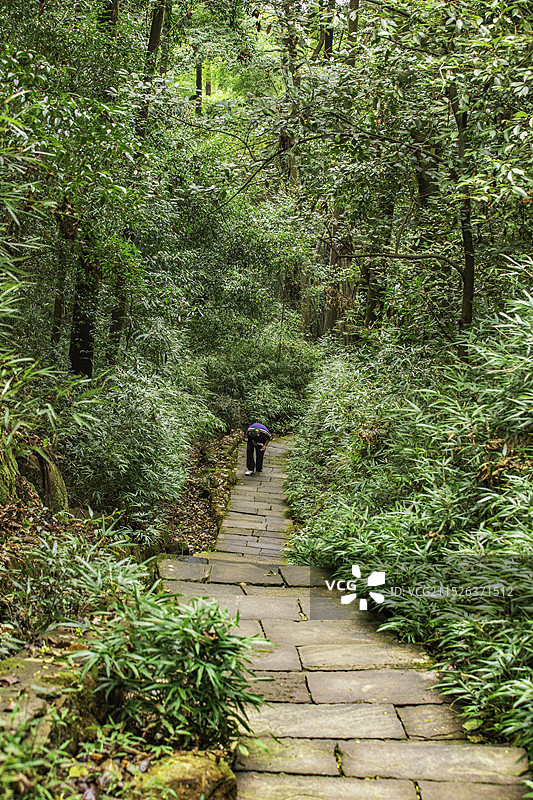 缙云山图片素材