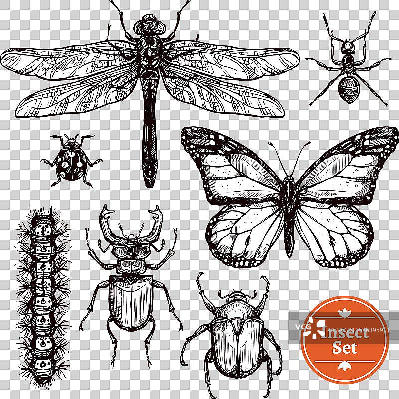 手绘昆虫合集图片素材