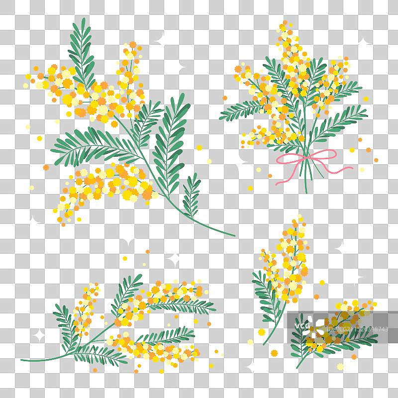 含羞草合集图片素材