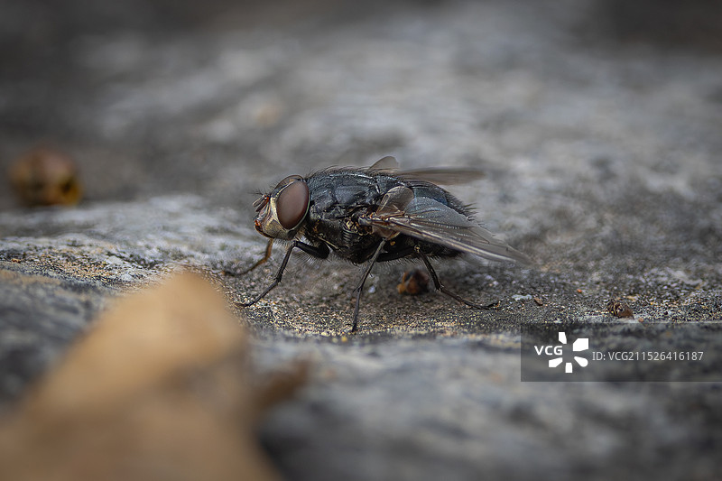 果蝇图片素材