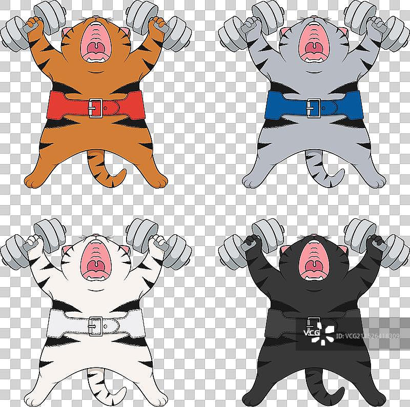 带哑铃和腰带的猫图片素材