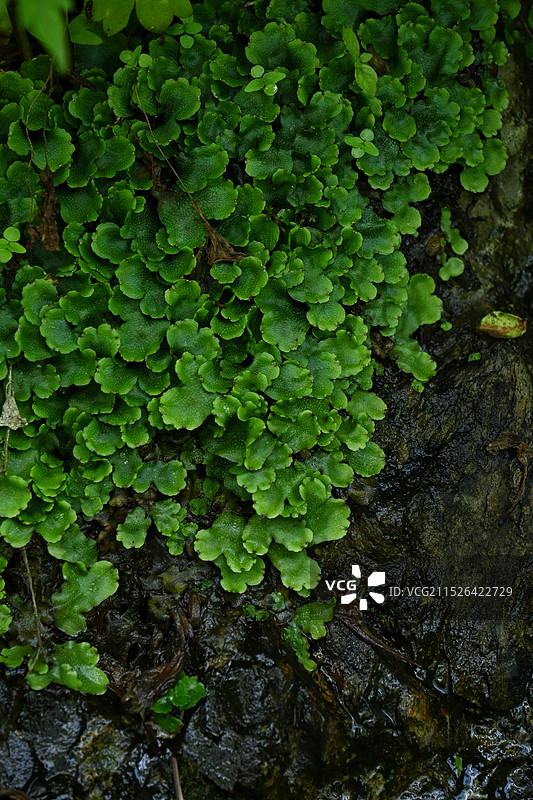 潮湿树林里的绿色植物地钱图片素材