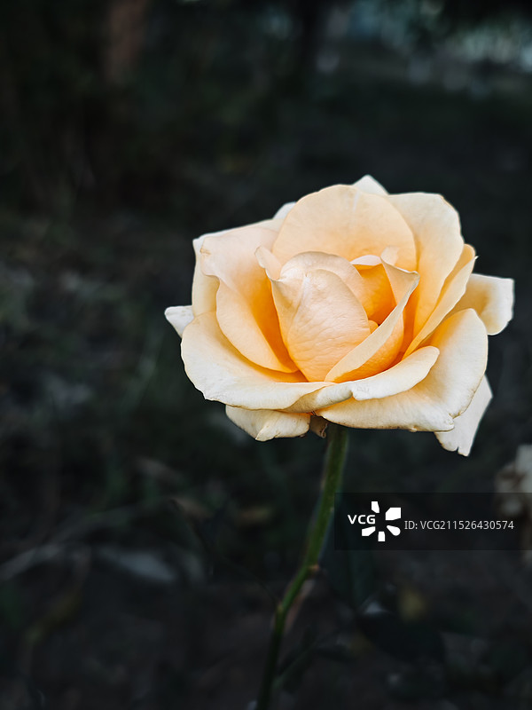 月季（香槟色二）图片素材