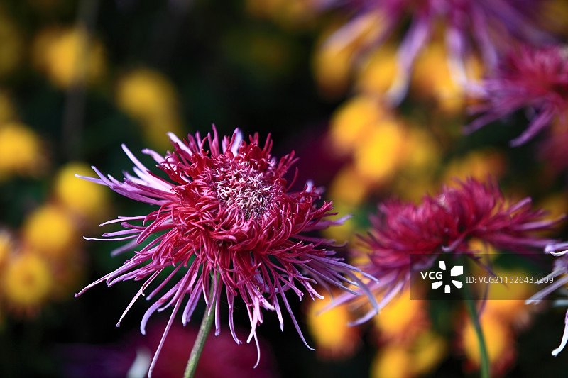 美丽的秋天菊花图片素材
