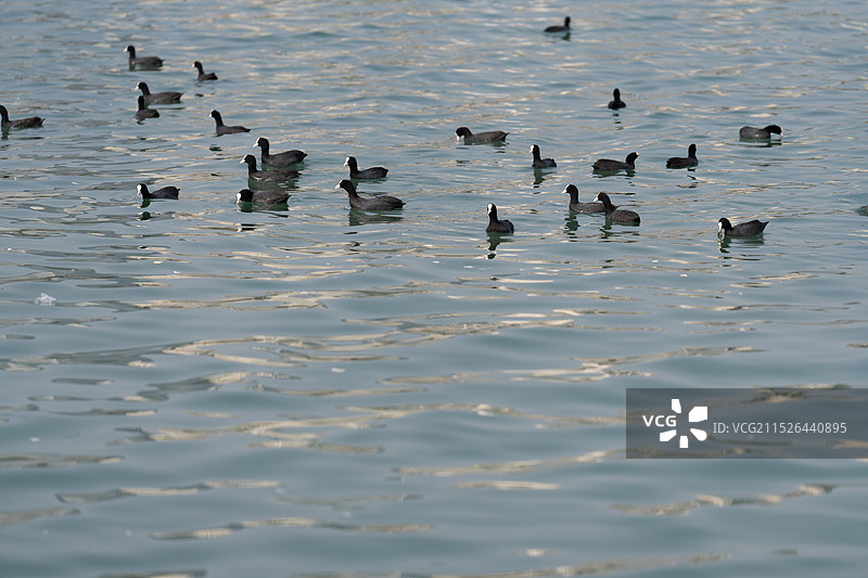 河里的水鸟图片素材