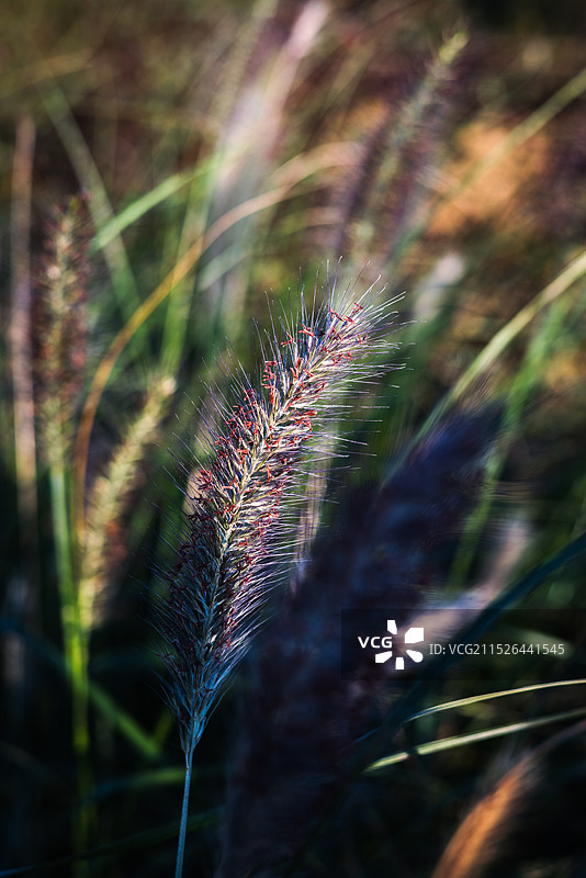 狗尾巴草图片素材