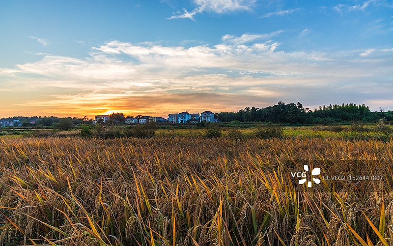 乡村与稻田图片素材