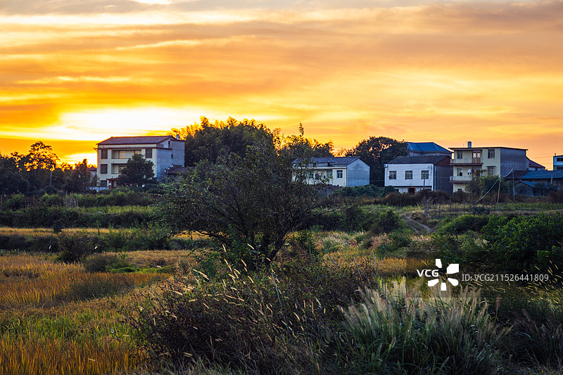 乡村与稻田图片素材