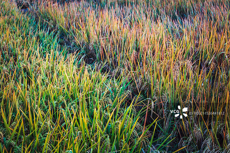 乡村与稻田图片素材