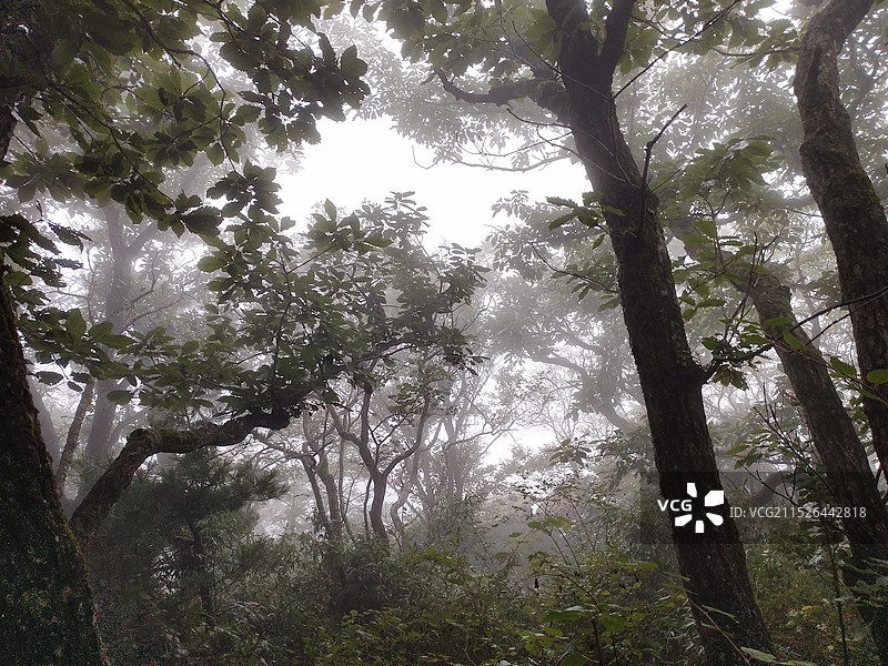 陕西商洛秦岭牛背梁遮天蔽日的原始森林图片素材
