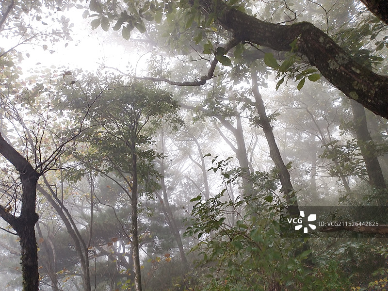陕西商洛秦岭牛背梁遮天蔽日的原始森林图片素材