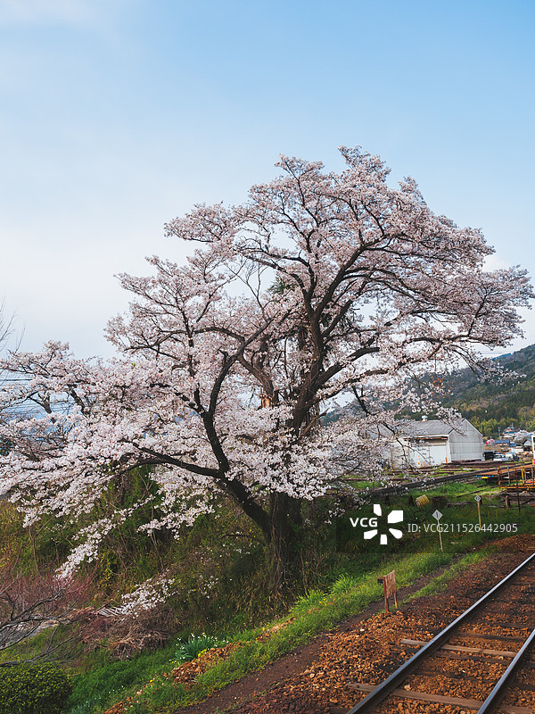 日本樱花季长良川铁道旁盛开的樱花树图片素材