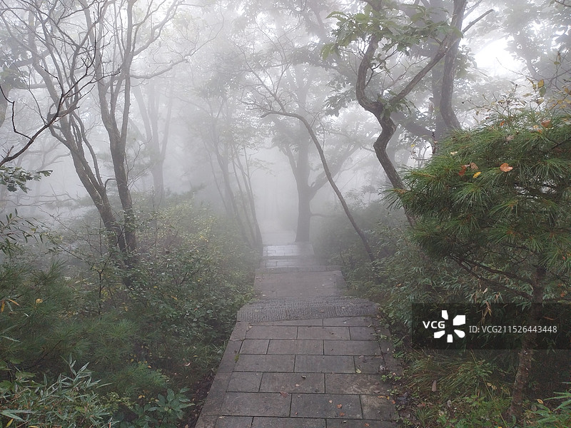 陕西商洛秦岭牛背梁森林氧吧徒步图片素材