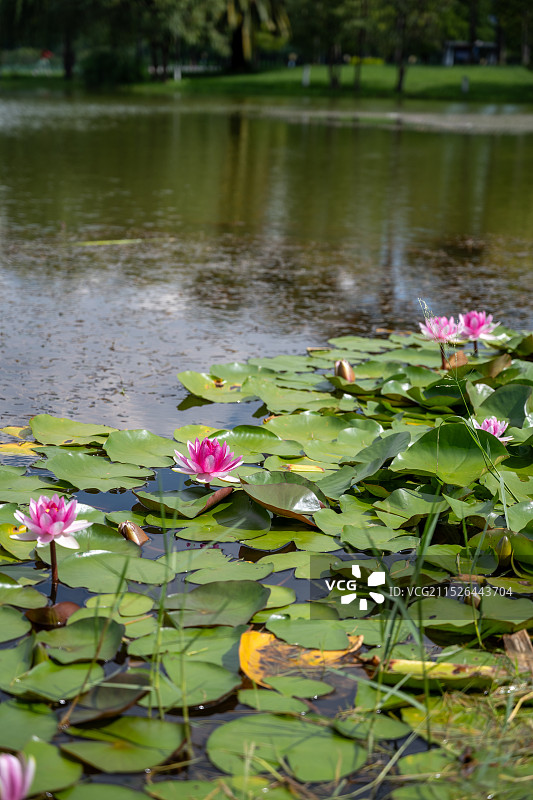 云南弥勒市湖泉生态园睡莲特写图片素材