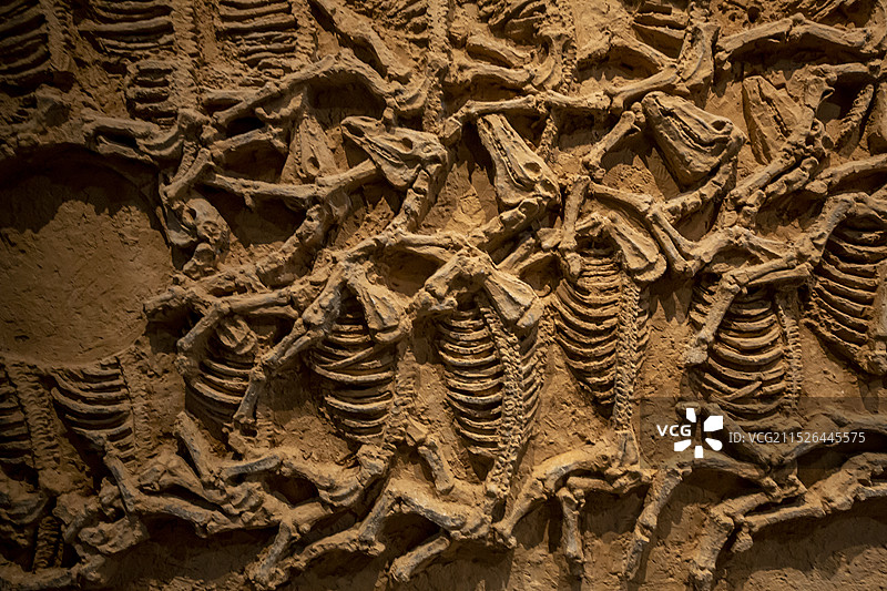 山东省淄博市齐文化博物院“齐文化历史陈列”展：河崖头东周大型殉马墓—春秋时期齐国第25任国君齐景公墓图片素材