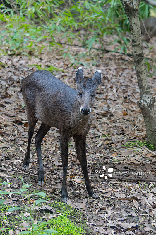 落叶林里的雌性毛冠鹿图片素材