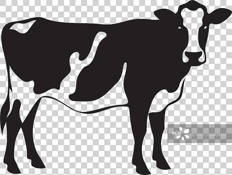 乡村宁静风光：牛群吃草场景图片素材