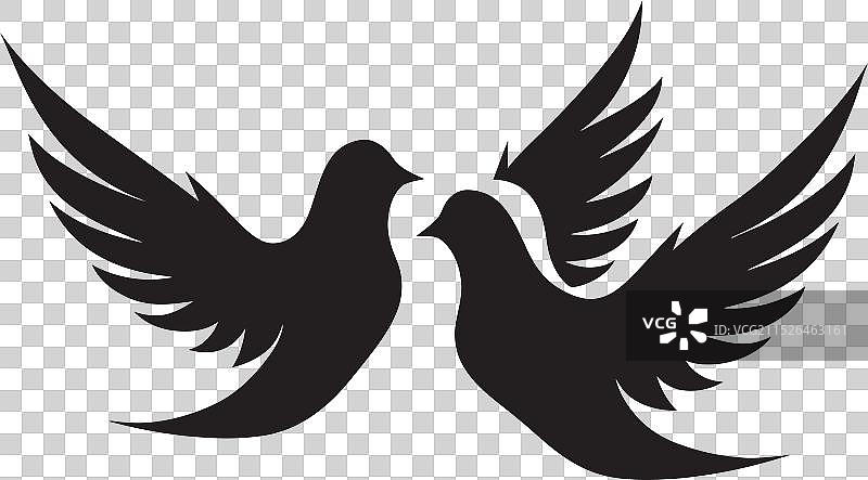 信鸽爱之航班永无止境图片素材