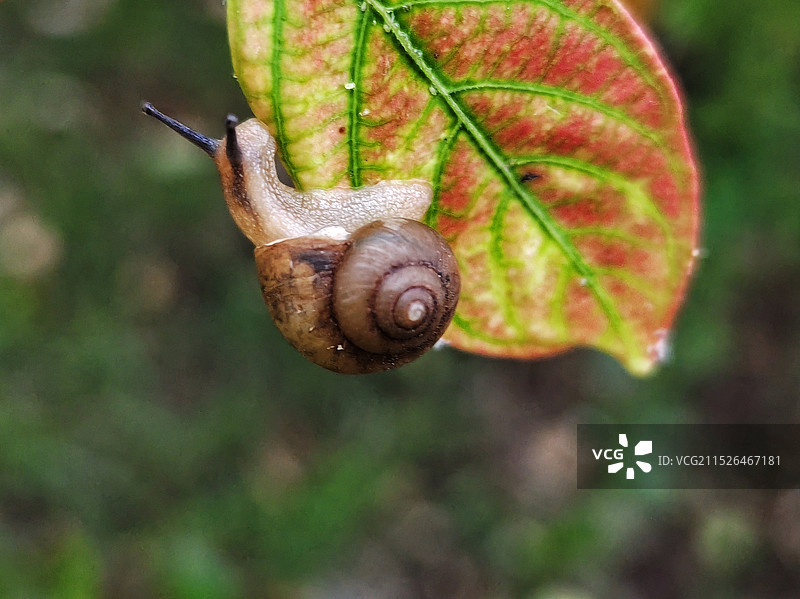 《植物上的蜗牛特写镜头》图片素材