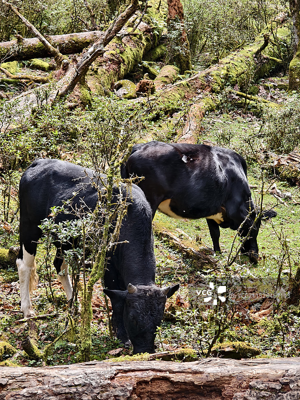牛在田野上吃草的高角度视图图片素材