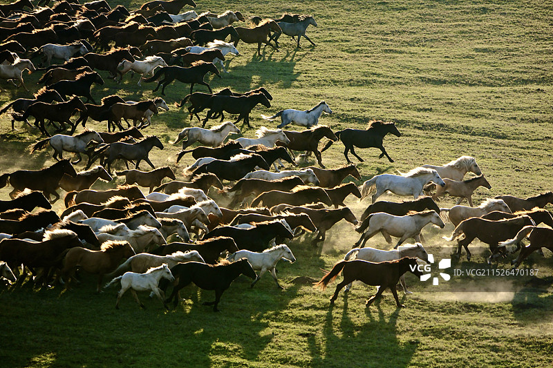 乌兰布统草原万马奔腾图片素材