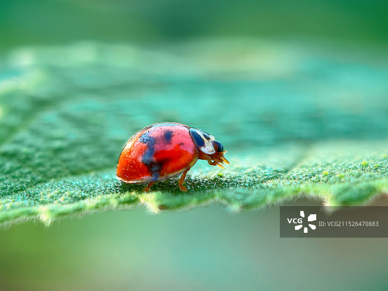 叶上昆虫特写镜头图片素材