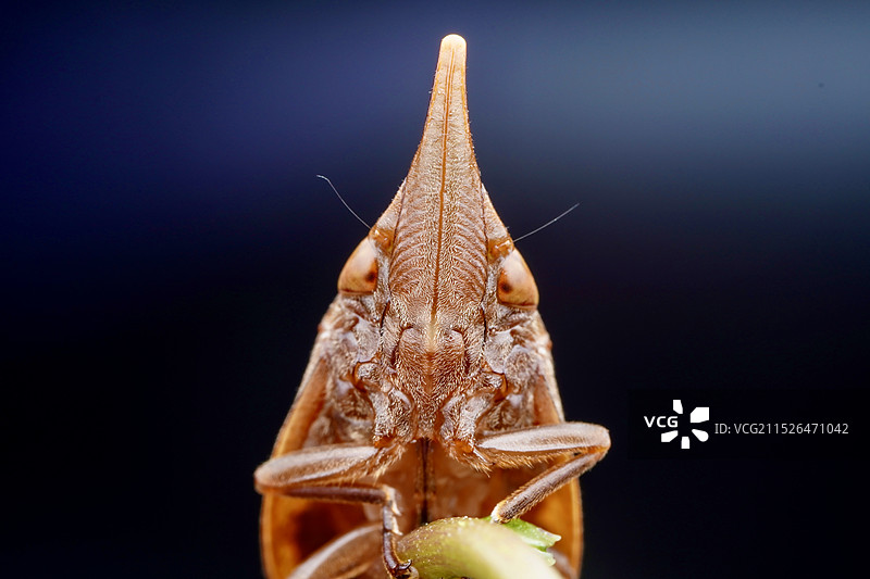 禅的正面照图片素材