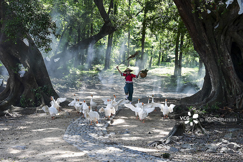 榕树下村姑赶大鹅图片素材