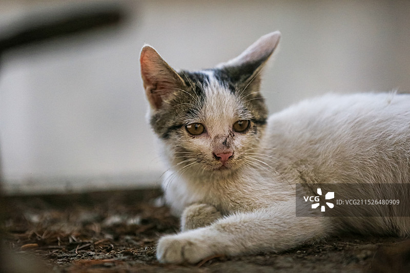 一只流浪猫的特写镜头图片素材